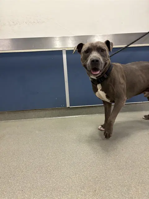 Bluey - Pit Bull Terrier