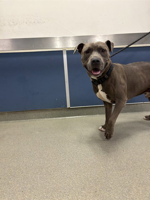 BLUEY, a dog for adoption from Miami Dade Animal Services