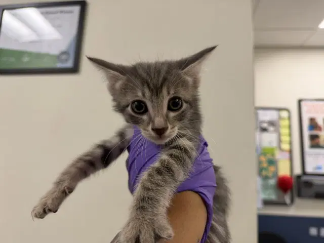 Gio - Domestic Short Hair