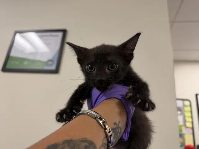 Joe - Domestic Short Hair