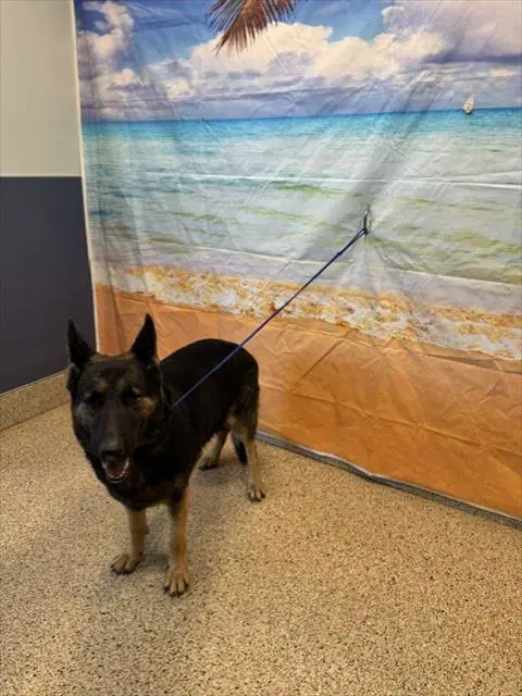 Primrose - German Shepherd Dog