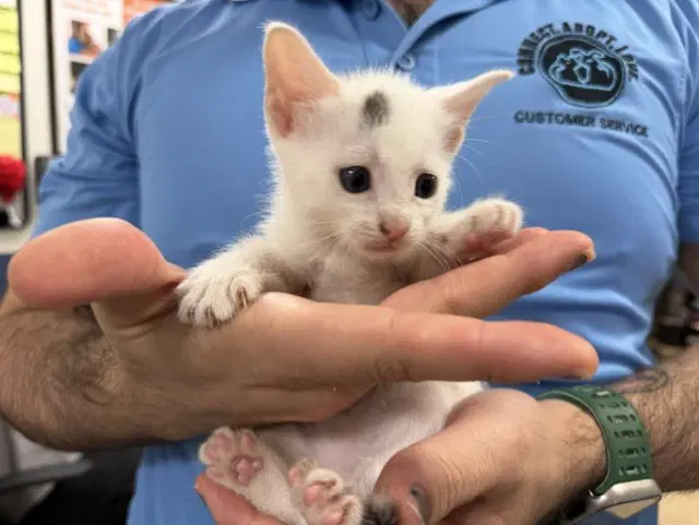 Lilo - Domestic Short Hair