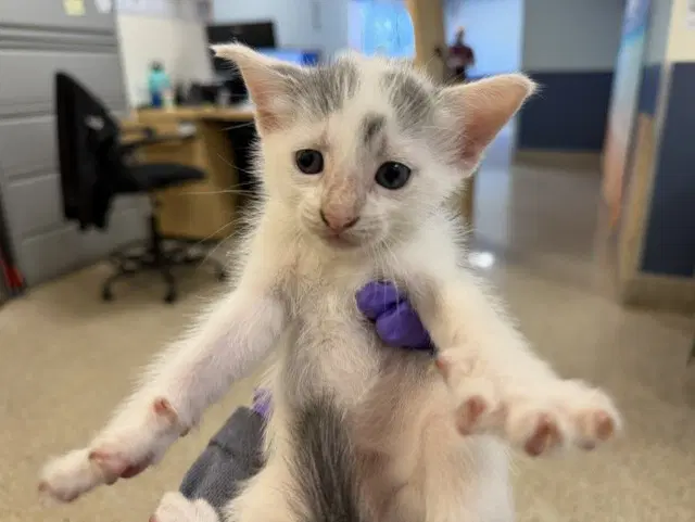 Tank - Domestic Short Hair