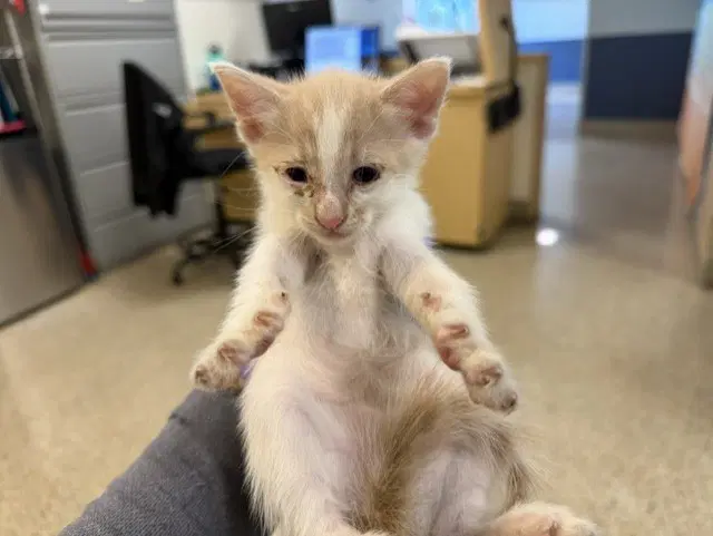 Kane - Domestic Short Hair