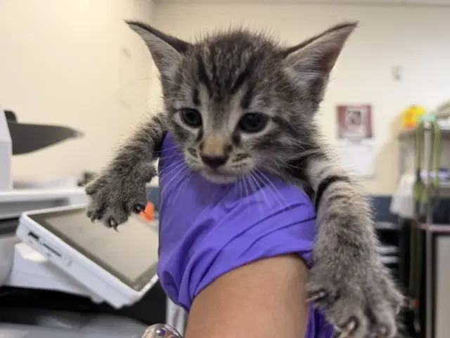 Hank - Domestic Short Hair