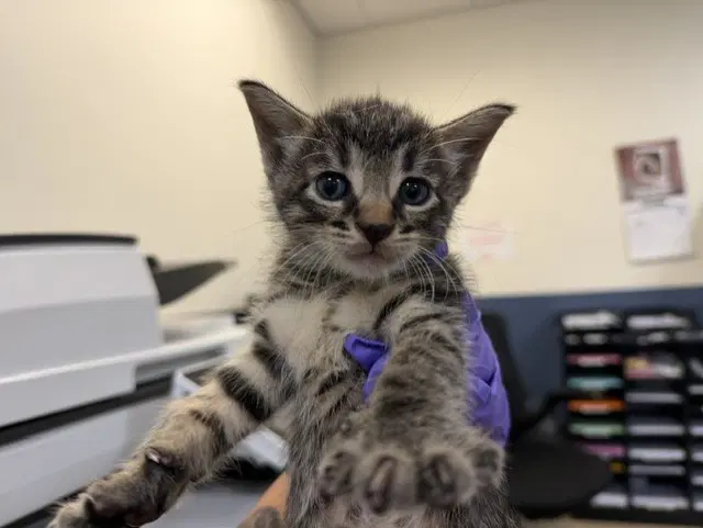 Tio - Domestic Short Hair