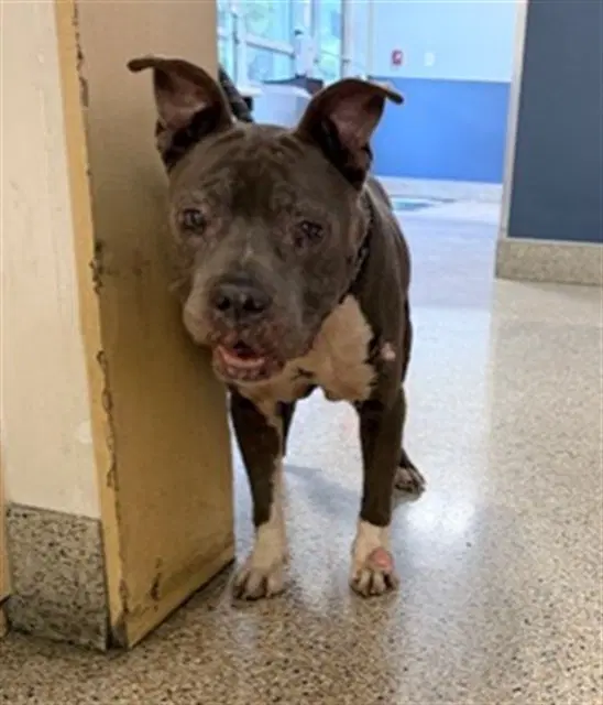 King - American Pit Bull Terrier