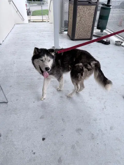 Legolas - Siberian Husky