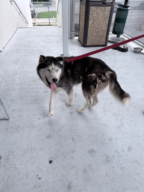 LEGOLAS, a dog for adoption from Miami Dade Animal Services