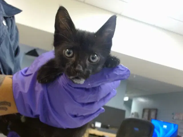Willow - Domestic Short Hair