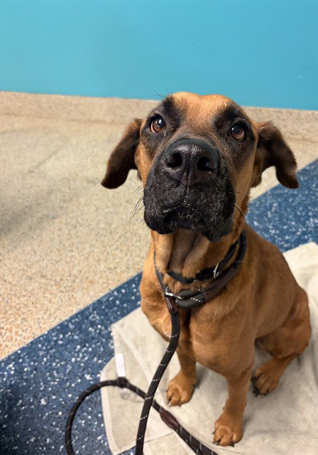 SANDRA, a dog for adoption from Miami Dade Animal Services