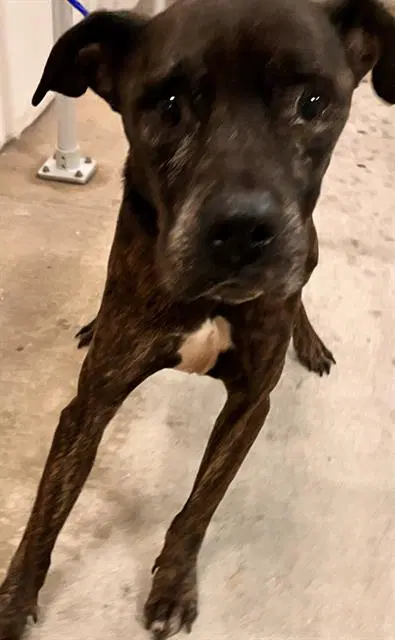 Kelly - Mastiff
