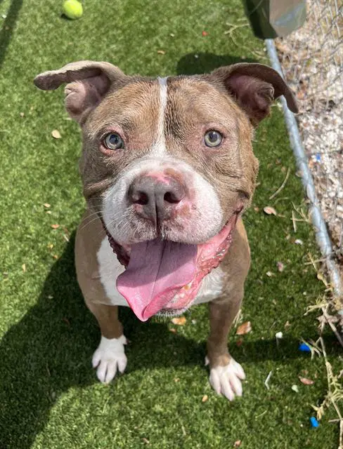 Ortiz - American Bulldog
