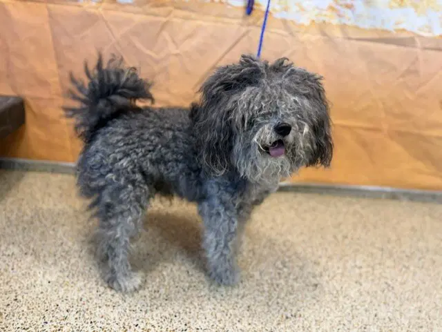 Supreme - Poodle (Miniature)