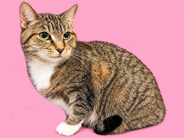 Lily - Domestic Short Hair