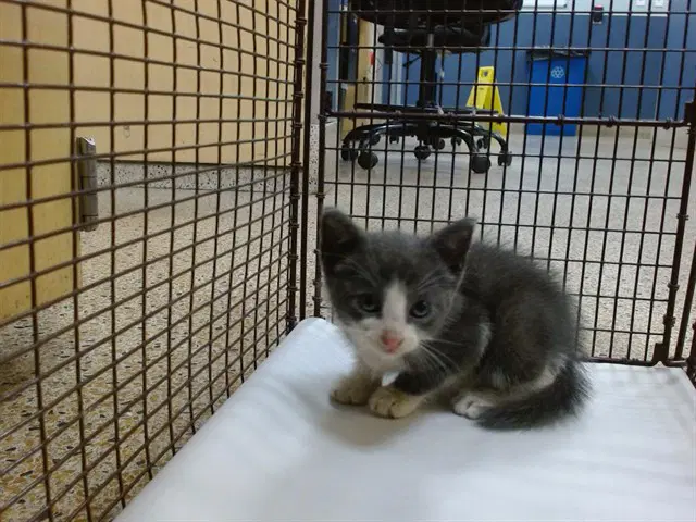 Peter Pan - Domestic Short Hair