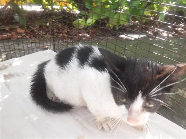 Unknown - Domestic Short Hair