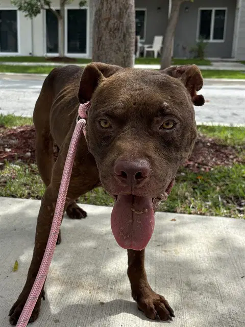 Bronco - American Bulldog