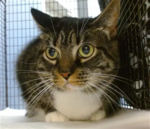 Boon - Domestic Short Hair