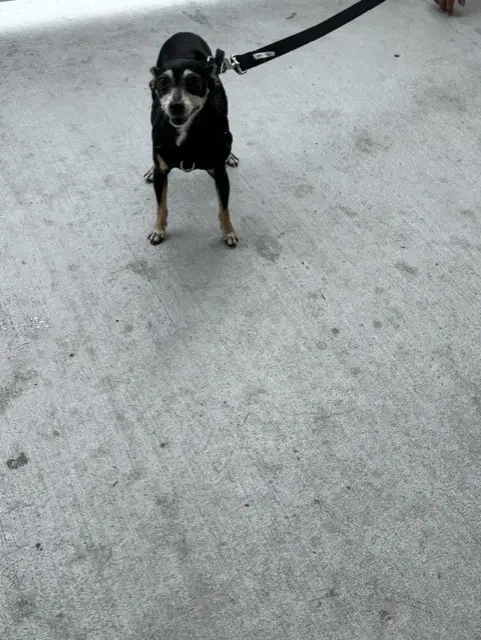 Chichi - Miniature Pinscher
