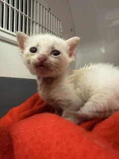 Nemo - Domestic Short Hair