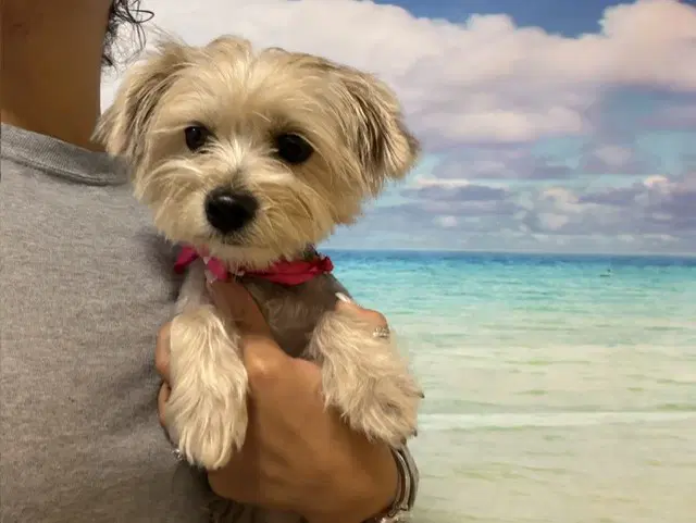 Rubyann - Yorkshire Terrier Yorkie
