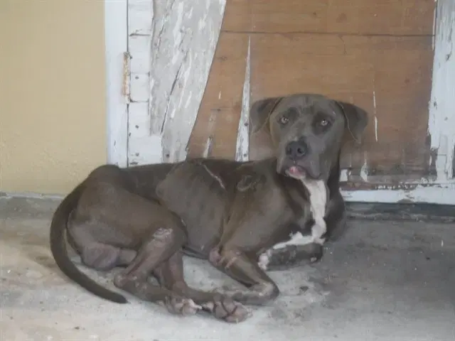 Blake - American Bulldog