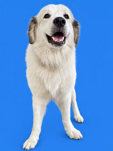 Cage - Great Pyrenees