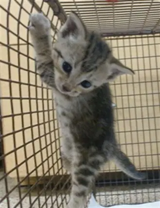 Anabelle - Domestic Short Hair