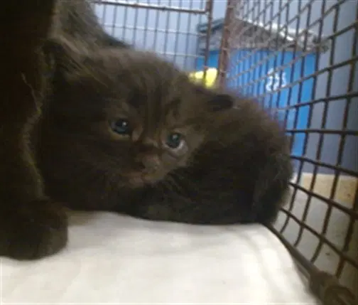 Aragon - Domestic Short Hair