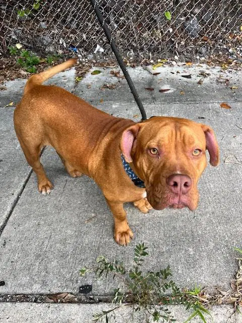 Martin - American Bulldog
