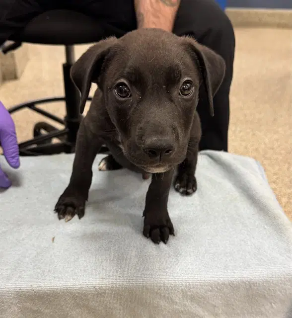 Ducky - American Pit Bull Terrier