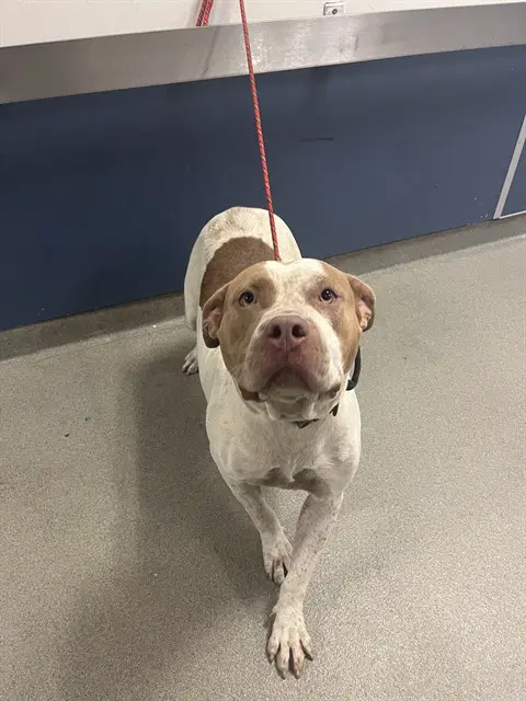 Rosie - American Bulldog