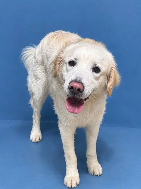 Sandro - Golden Retriever