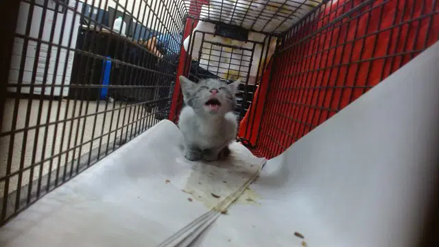 Baby - Domestic Short Hair