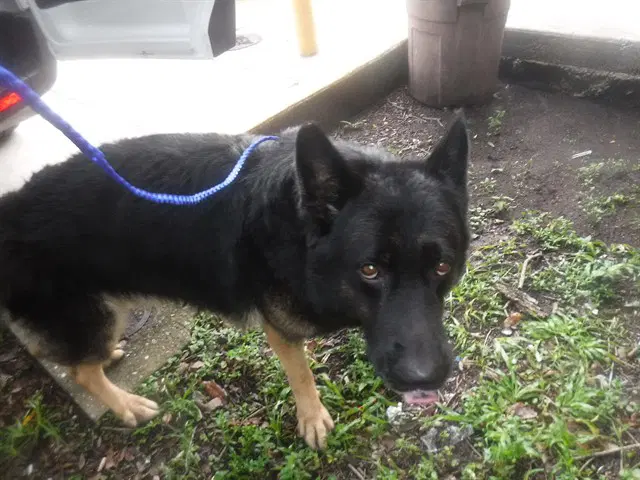 Enzo - German Shepherd Dog