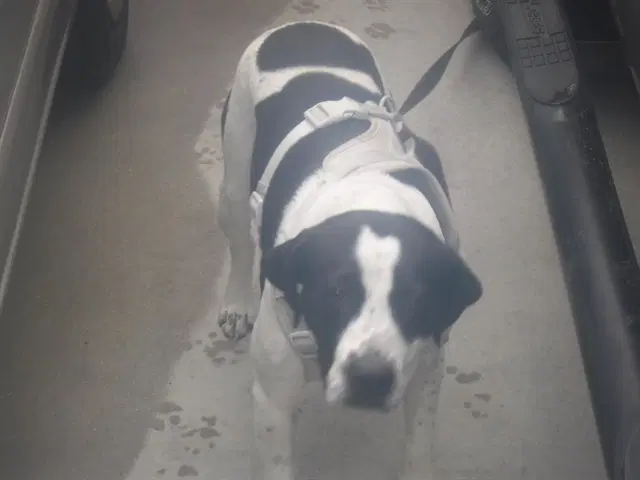 Kyla - Terrier