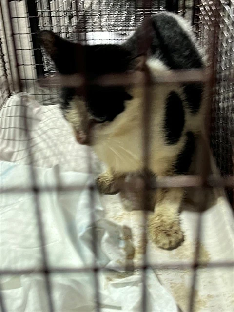 Oreo
