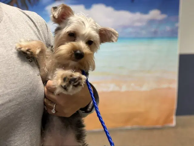 Chanel - Yorkshire Terrier Yorkie