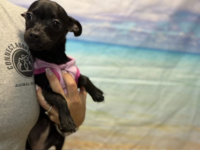 Anni