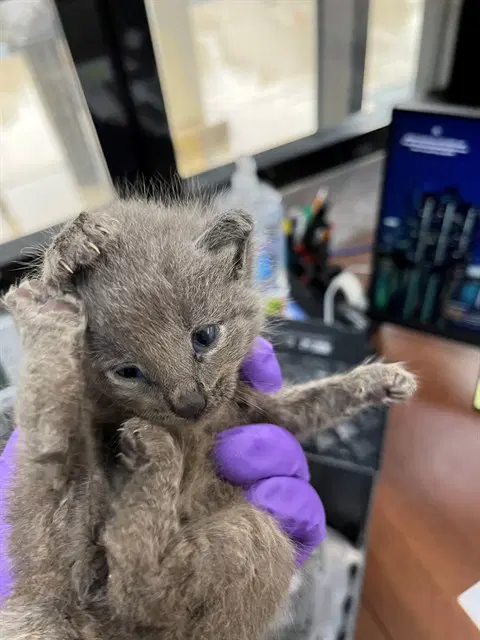 Storm - Domestic Long Hair