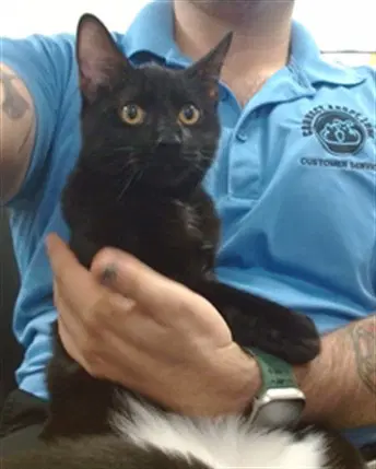 Percy - Domestic Short Hair