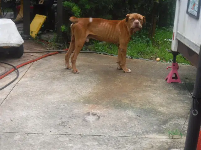 Marty - Bullmastiff