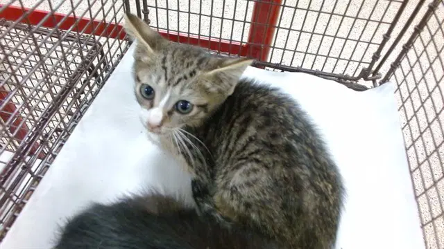 George - Domestic Short Hair