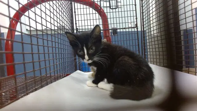 Iris - Domestic Short Hair