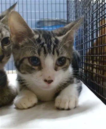 Eddie - Domestic Short Hair