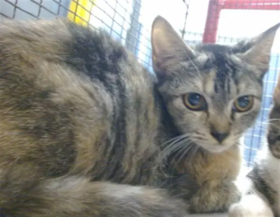 Ashley - Domestic Short Hair