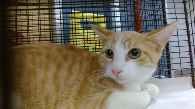 Orion - Domestic Short Hair