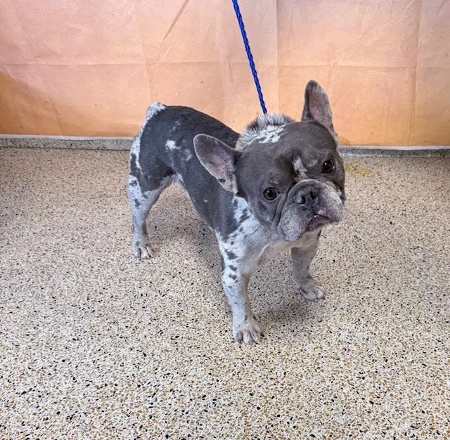 Charlie - French Bulldog