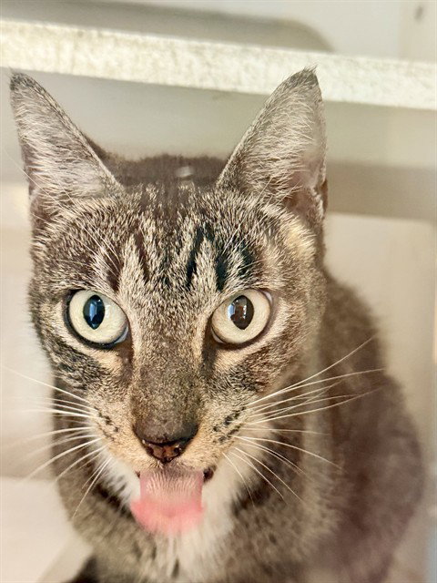 BETHANY, a cat for adoption from Miami Dade Animal Services